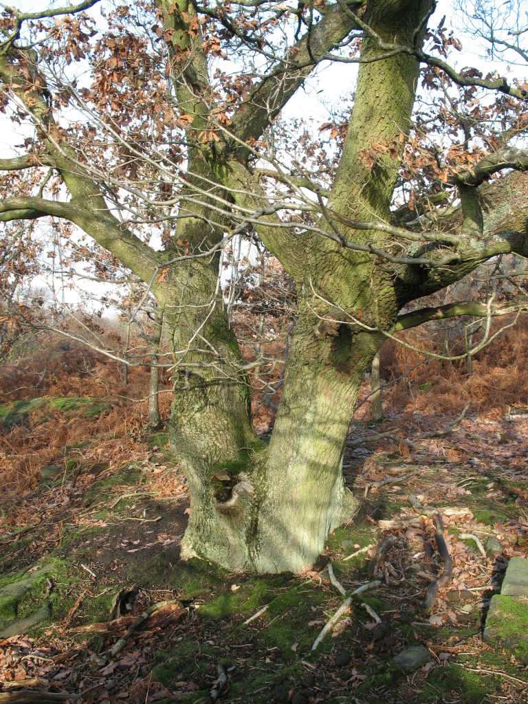 A worked tree; former coppice