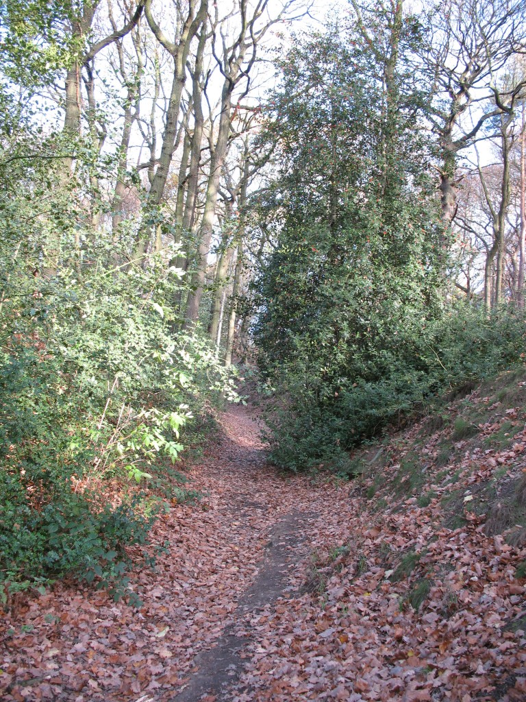 Route of old road through woodland