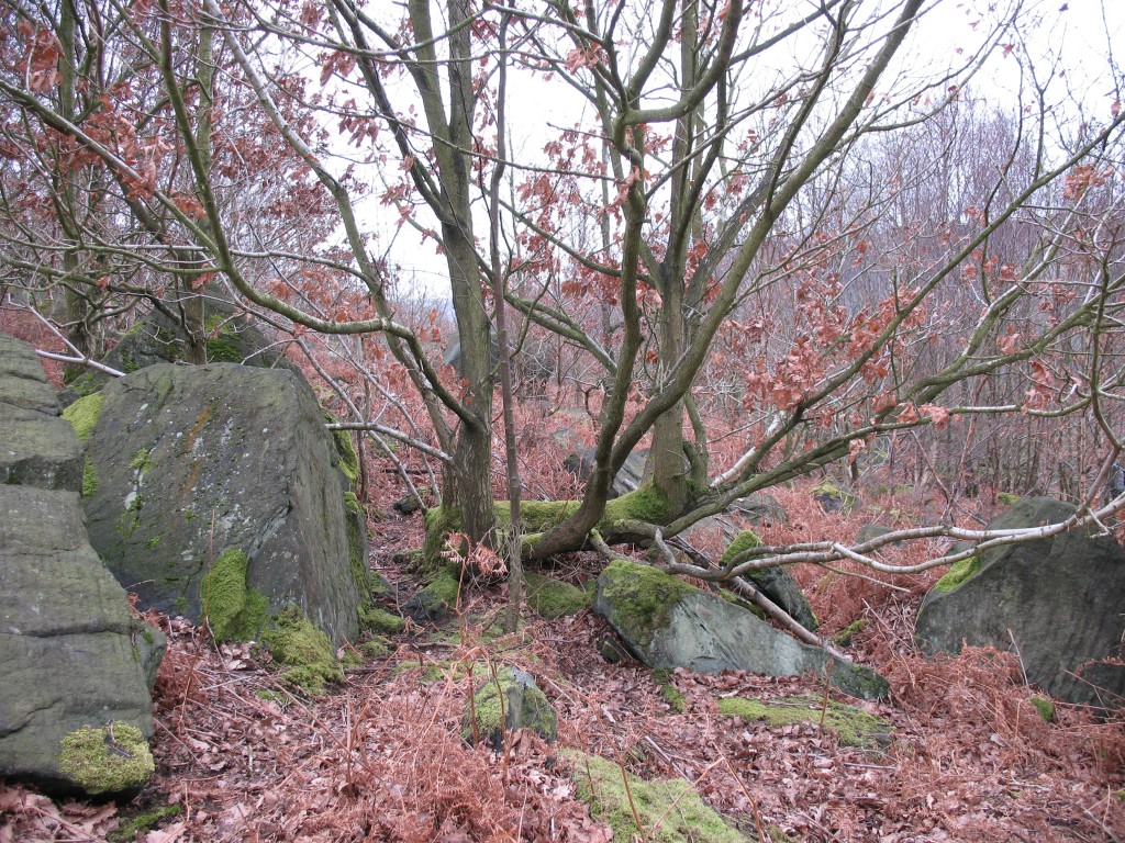 Oak medusoid coppice among boulders