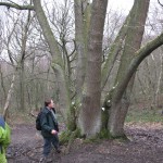 Veteran out-grown coppice