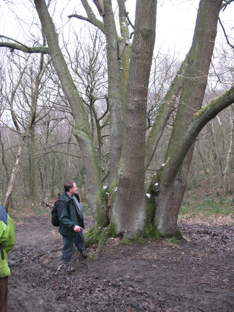 Veteran out-grown coppice