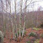 Old coppiced silver birch