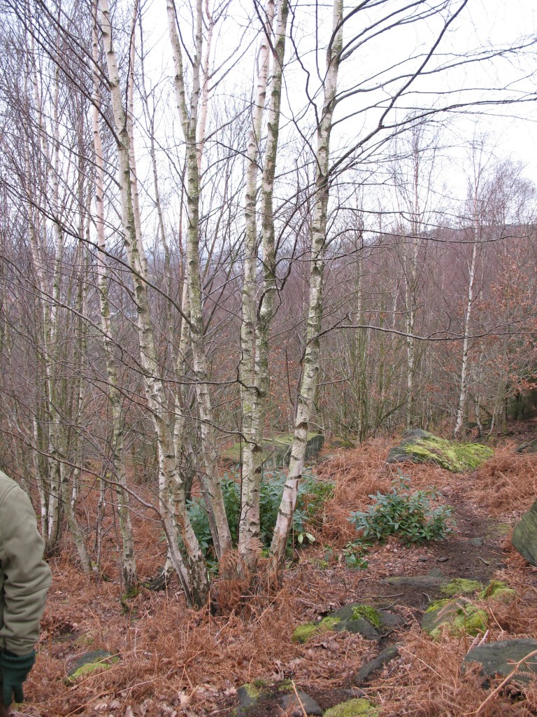 Old coppiced silver birch