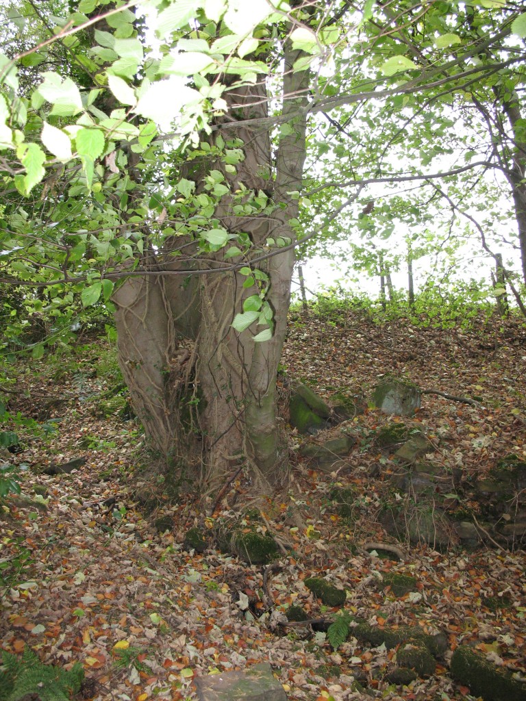 old woodland boundary