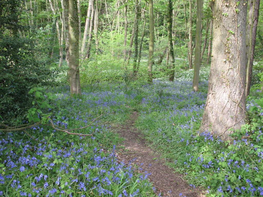 Typical 'bluebell' woodland in spring