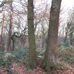 A'stored' coppice stool