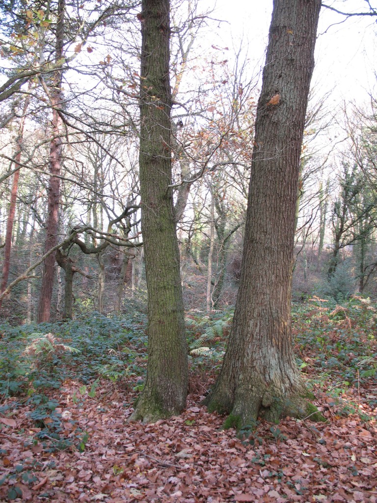 A'stored' coppice stool