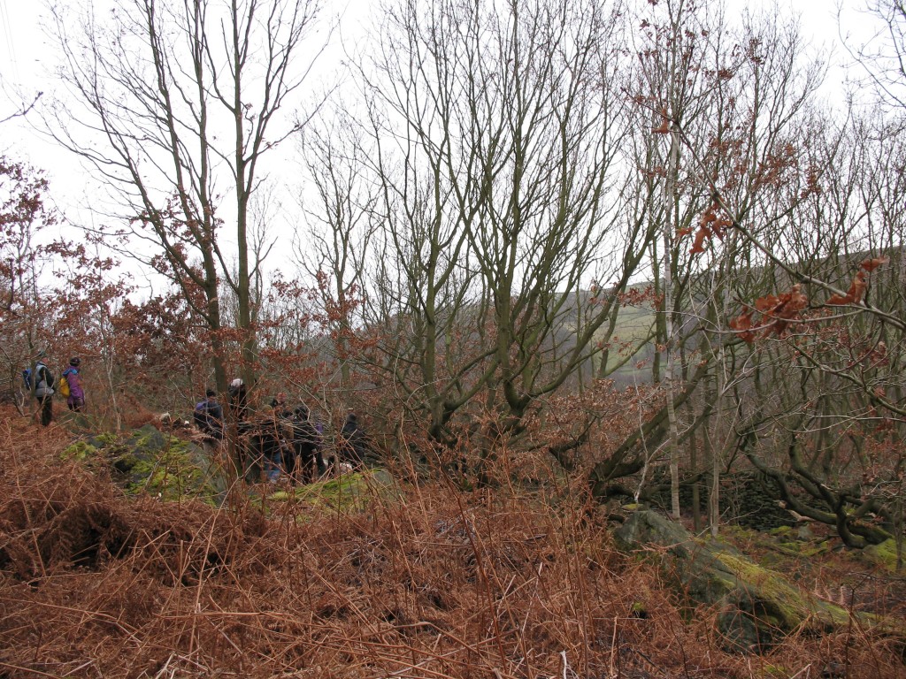 Coppiced Oak