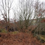 Coppiced Oak